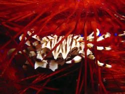Zebra Crab On Fire Urchin! Taken With Canon S80. by Ed Eng 
